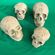 Celtic Stylised Skulls - Set of 5