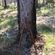 pilum leaning on tree