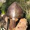 norman helmet on rock